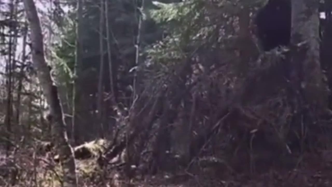 😨👣 Bigfoot Sighting Caught on Camera! Is It Real? | TheHauntingHour