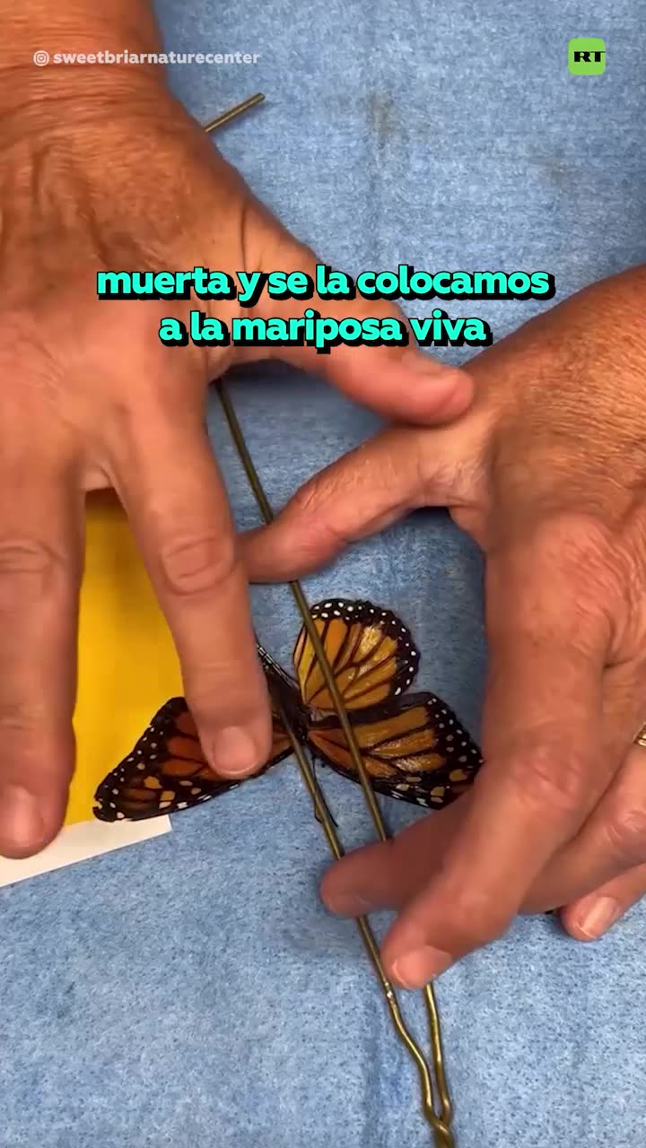 Mariposa herida recibe un trasplante de ala