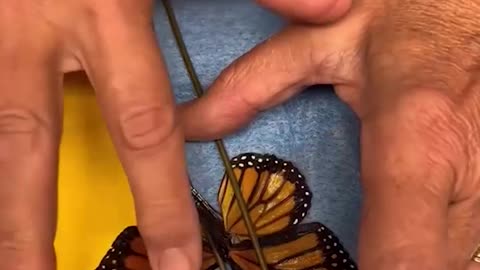 Mariposa herida recibe un 'trasplante' de ala