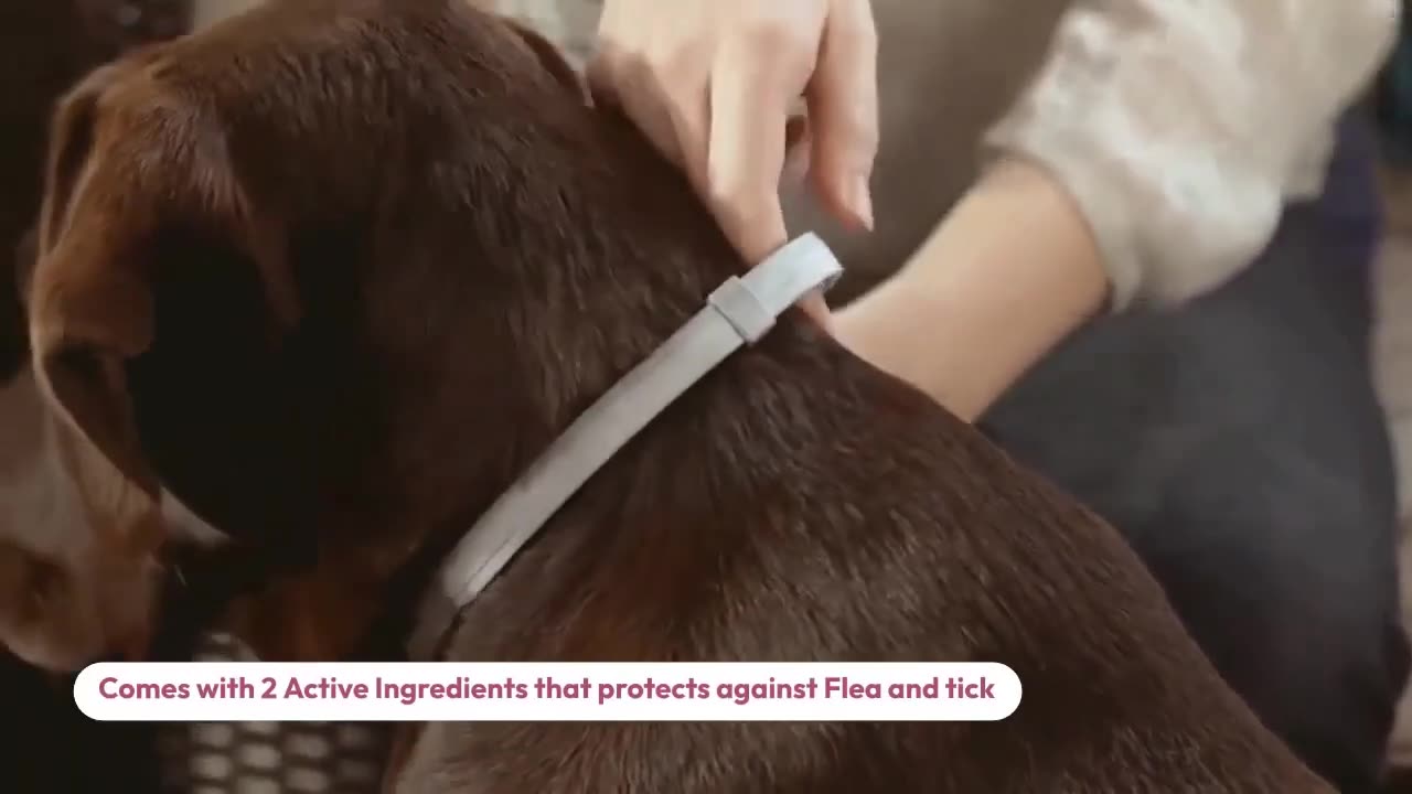 Seresto Flea and Tick Collar - How does it work