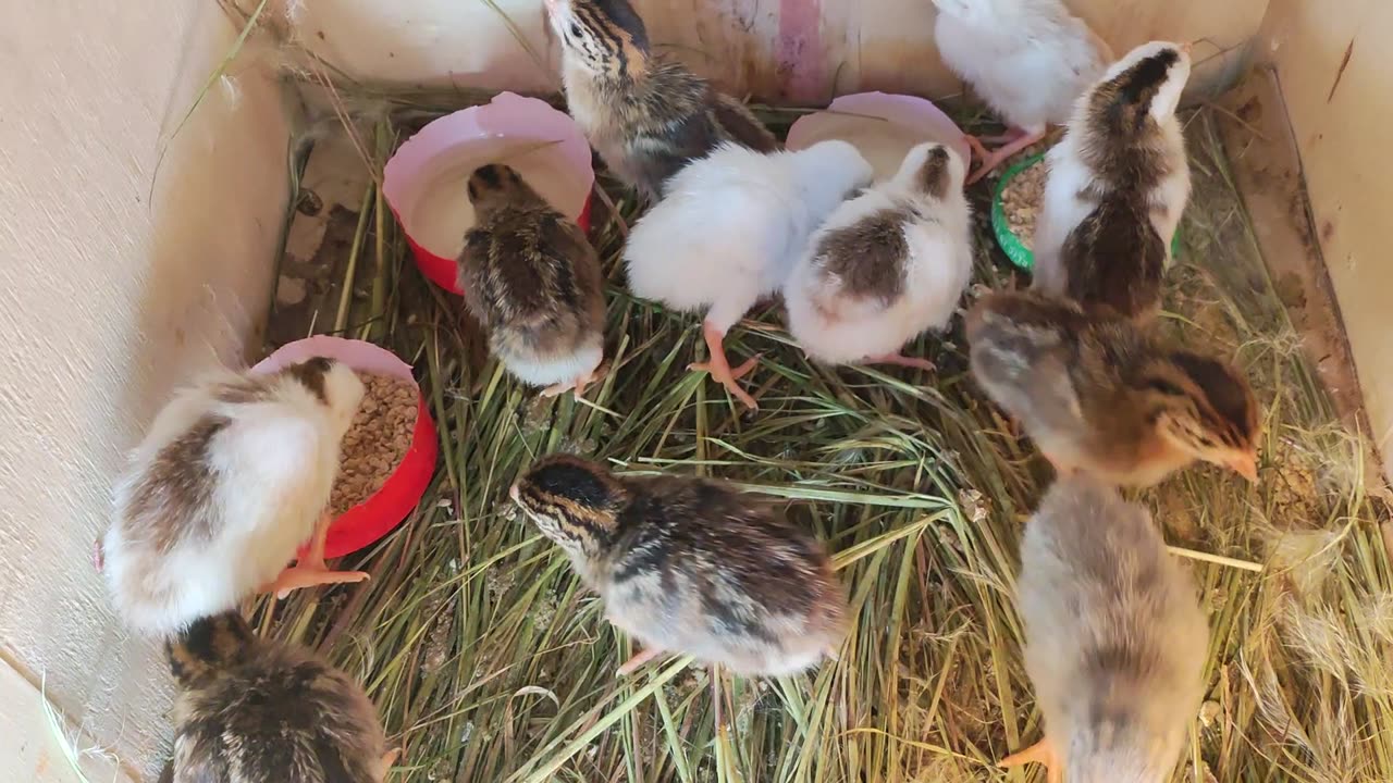 Guinea Fowl Keets Day 4