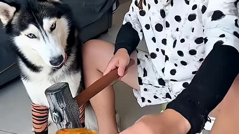 Dog- You are the real dog! People and dogs always have to be crazy. Who has no stupid dog yet-