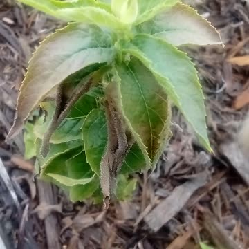 Plant 🌏 Enraptured Unusual Sights #Plants
