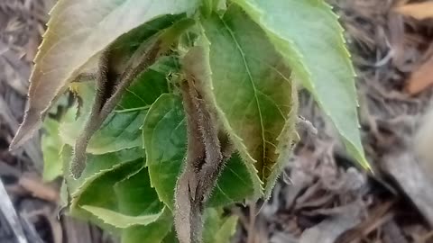 Plant 🌏 Enraptured Unusual Sights #Plants