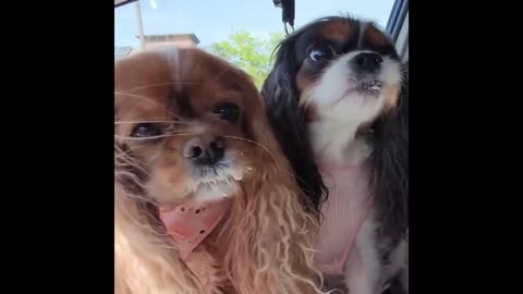 Funniest Cats and Dogs 2024 – Top Pet Moments