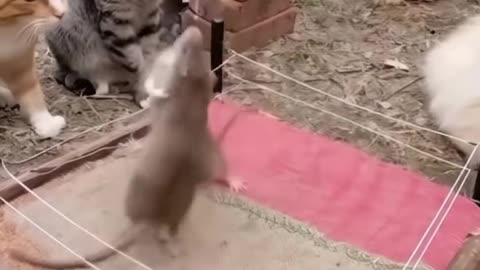 Rat fighting or Rat wrestling