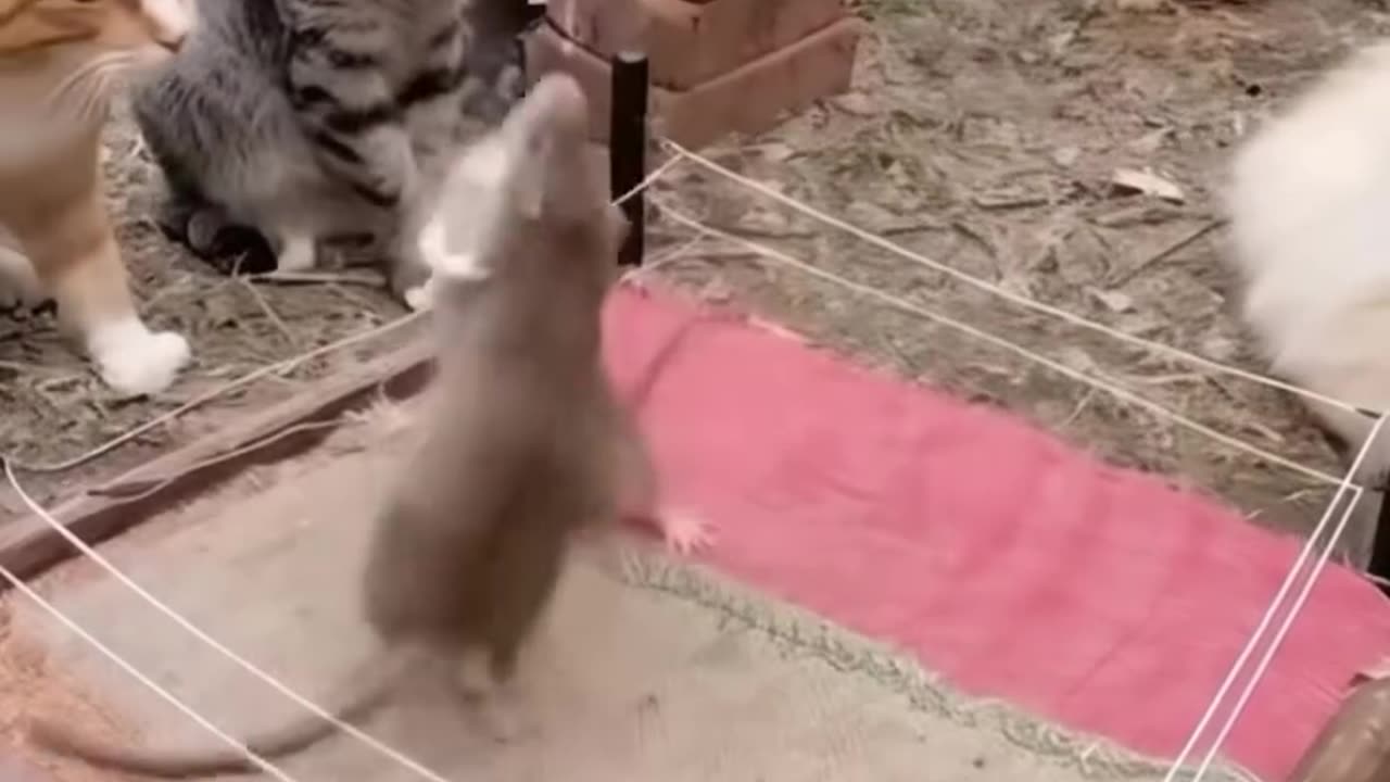 Rat fighting or Rat wrestling