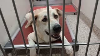 Tova-cream 3y A879877 Cauldron 5y A882323 kennel 168 PACC shelter_20251012_163420106