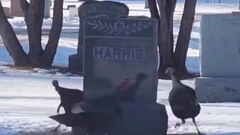 👻🦃 Why Do Turkeys Circle the Grave? Unsettling Animal Ritual | TheHauntingHour