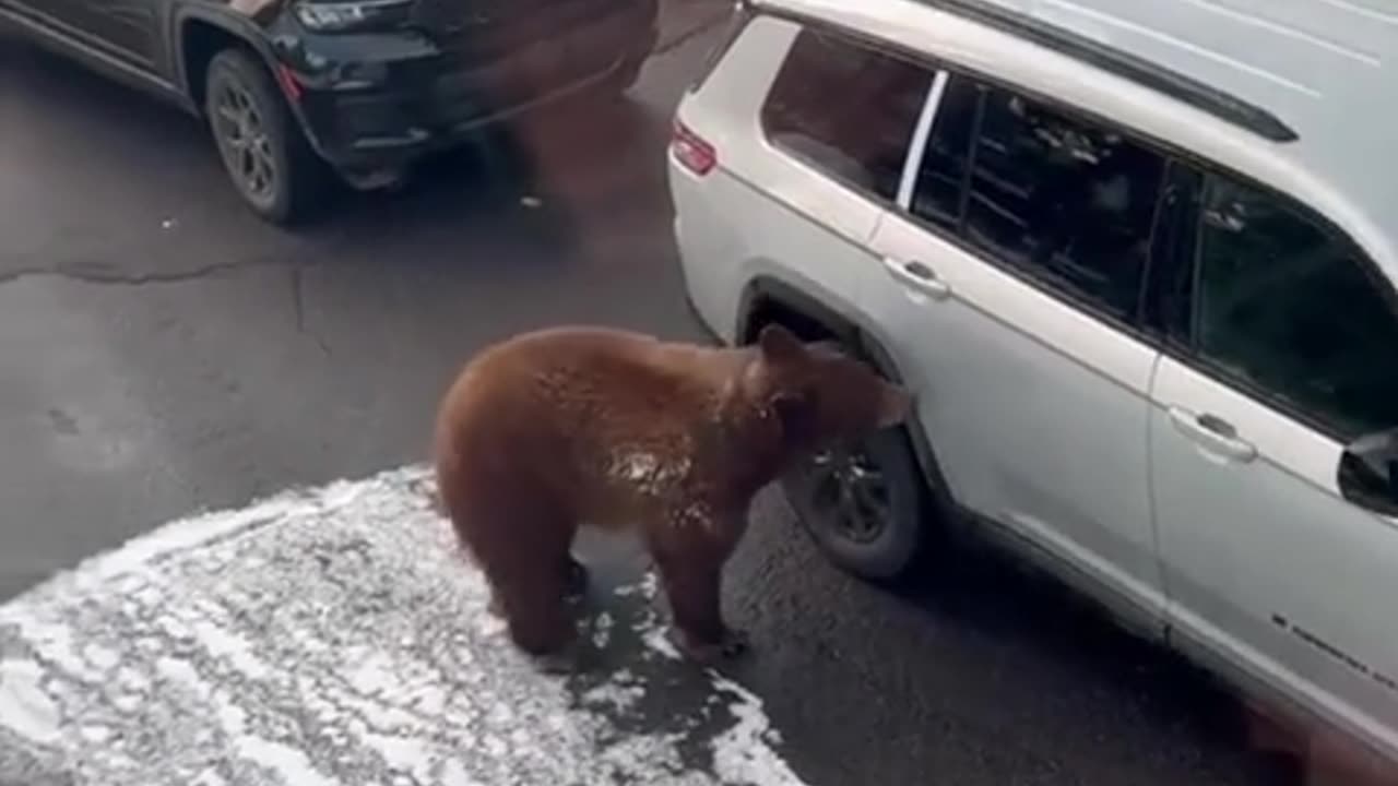 Bear Gets Into Greg's Car