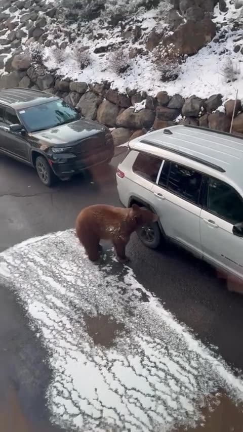 Bear Gets Into Greg's Car