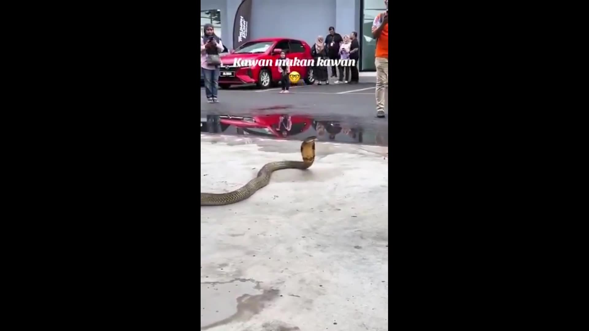 These critters creep me out - A snake regurgitating three other snakes