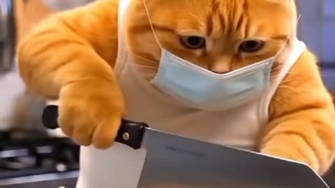 cute cat daily life