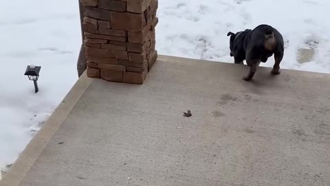 Guard Dog Fears Snow