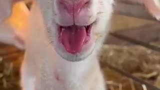 Viral: Newborn Lamb is Ready to Party || ViralHog