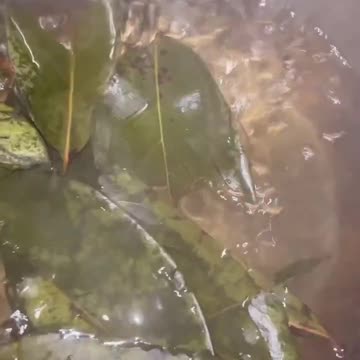 🍃 Soursop Leaves: A Natural Powerhouse for Healing! 🍃