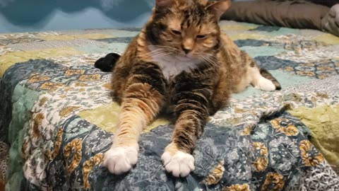 From Rest to Clean: Watch This Cat Pamper Her Paws! 🐱✨