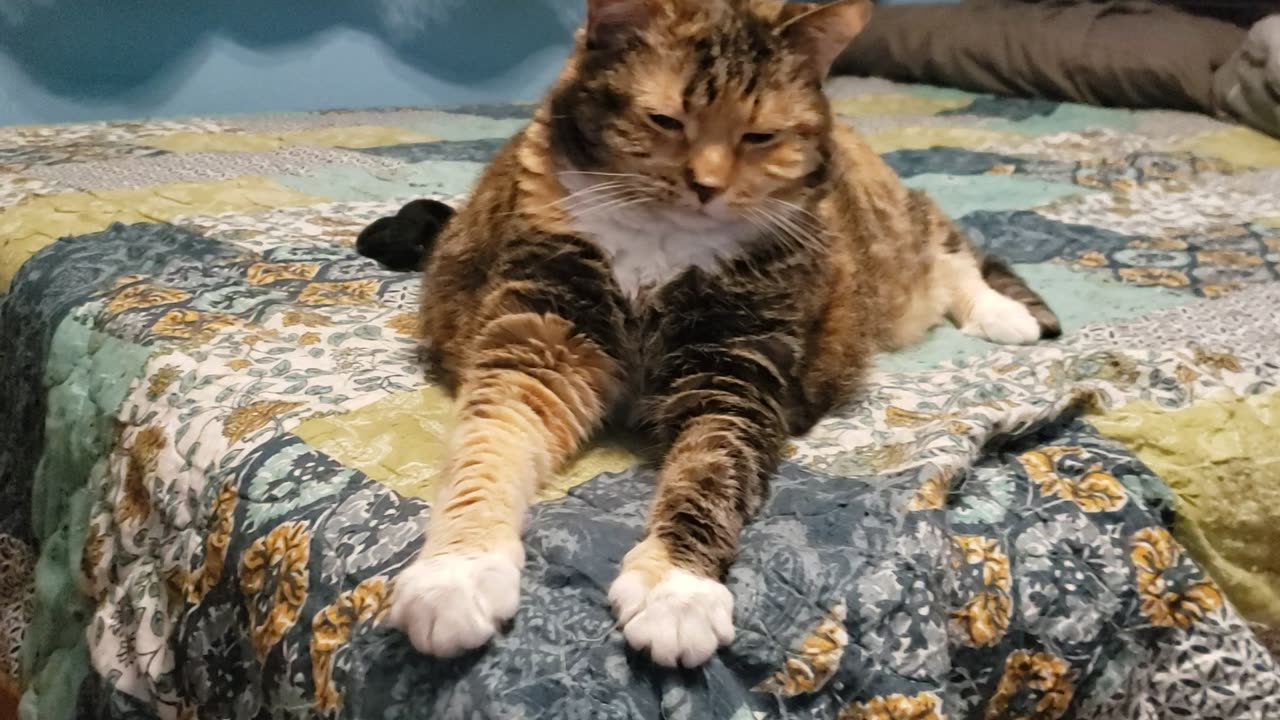 From Rest to Clean: Watch This Cat Pamper Her Paws! 🐱✨