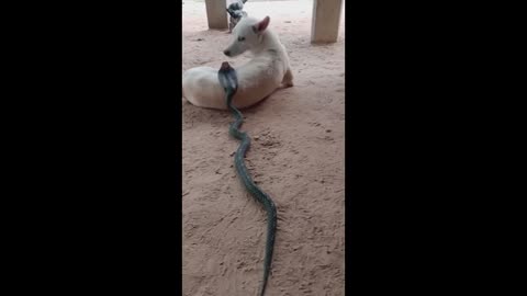 THE SNAKE BITES THE DOG