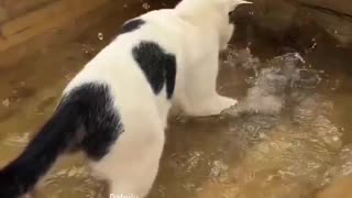 Fishing With The Homeys