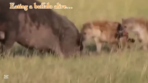 Eating a buffalo alive...