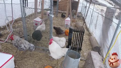 Chicken Live Stream