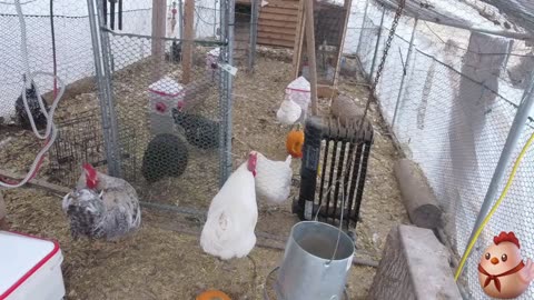 Chicken Live Stream