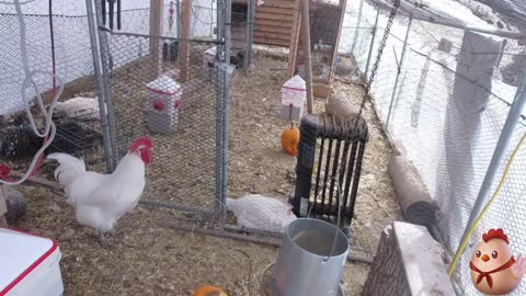 Chicken Live Stream