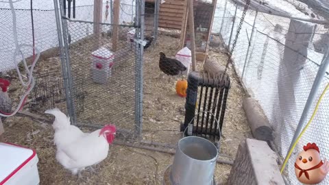 Chicken Live Stream