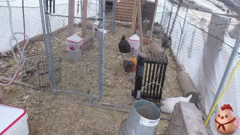 Chicken Live Stream