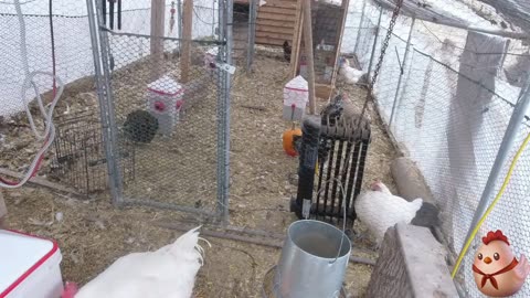 Chicken Live Stream