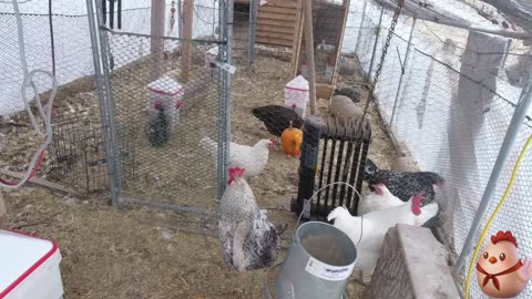 Chicken Live Stream