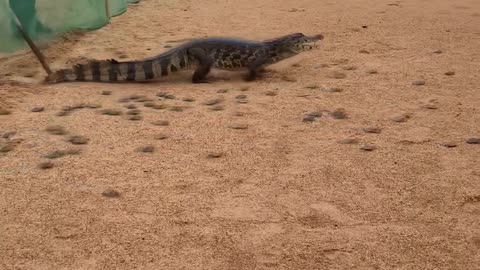Alligator Feeds on Turtle Hatchlings