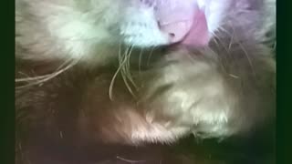 Ferret face grooming and big yawns!!