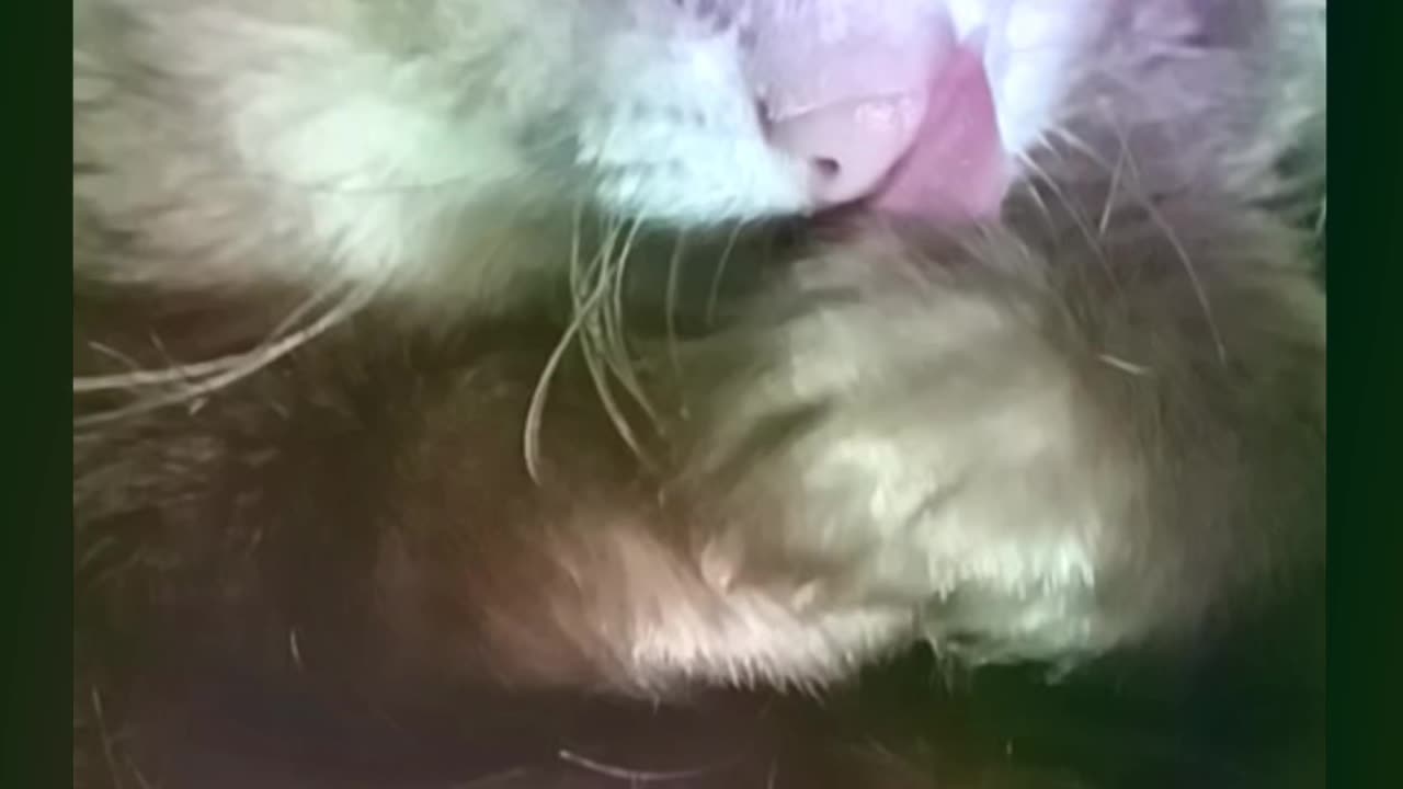 Ferret face grooming and big yawns!!