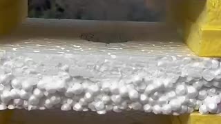 Incredible: Hottest ASMR Ball in Town #asmr #asmrsounds #asmrvideo #satisfying #