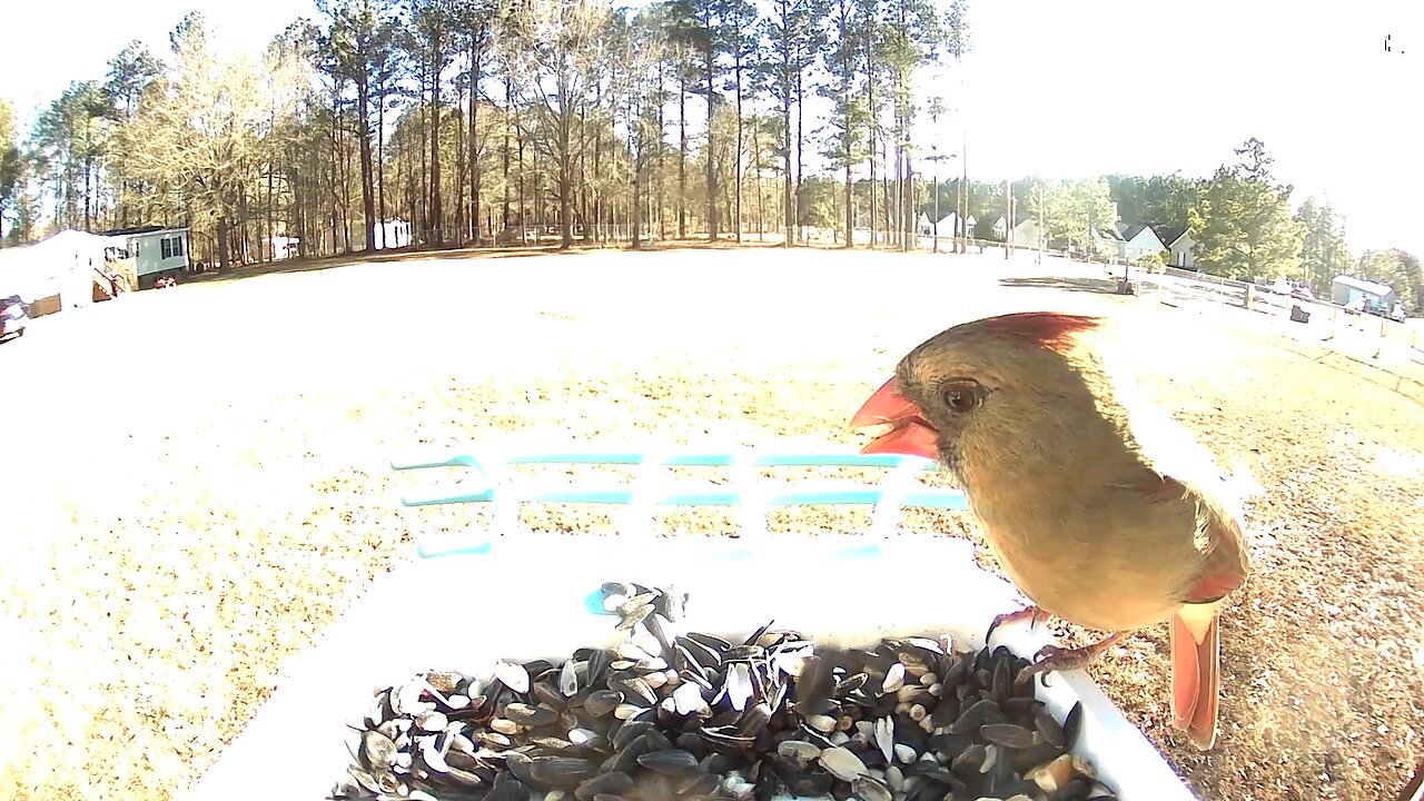 female Cardinal is back