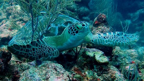 Itchy Sea Turtle Enjoys a Shell Scratch on the Coral