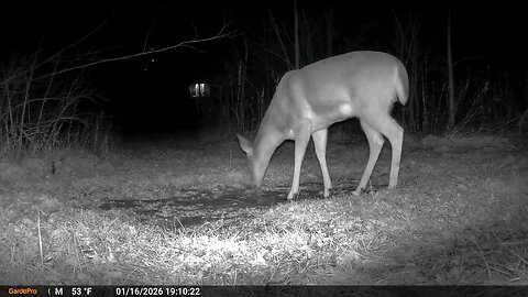 Deer Cam Deer Spooked Taken On New Camera 1 16 2026 Game Cam Trail Camera