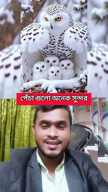 পেঁচা গুলো অনেক সুন্দর 😱💯 #reels #shorts #viral #funny #Amazing