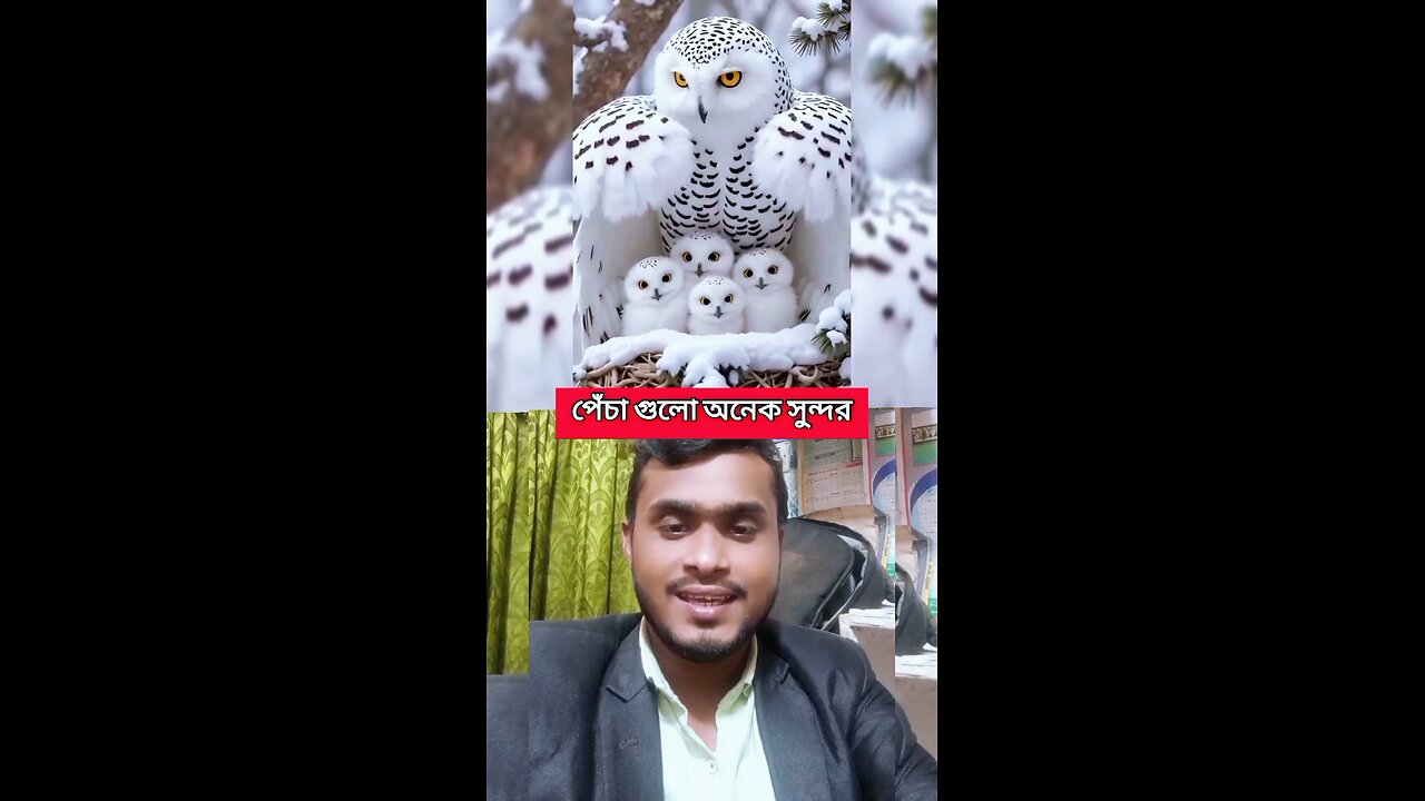 পেঁচা গুলো অনেক সুন্দর 😱💯 #reels #shorts #viral #funny #Amazing