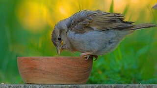 House Sparrows Emerge from the Jungle