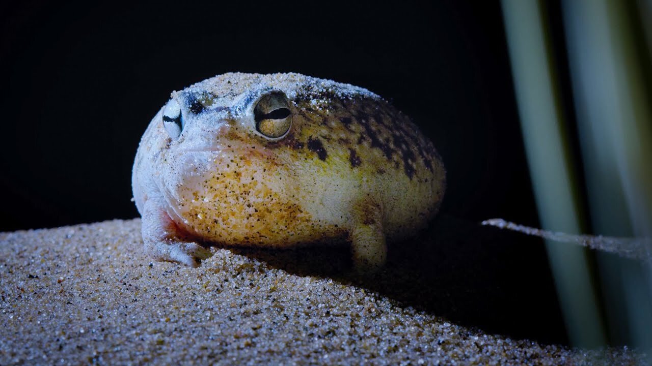 Tiny Frog Faces Night Full Of Terrors