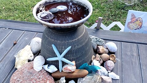 water for wildlife 🦋