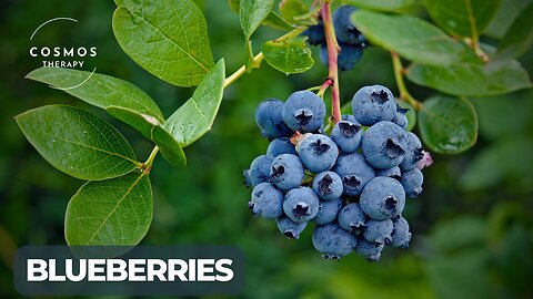 Blueberries Health and Nutrition benefits | Healthy Food | Nature | Life