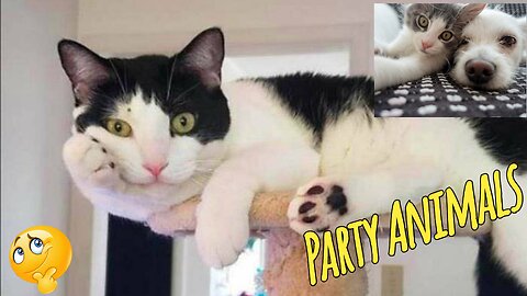 Best Cats & Dogs Farm Animals Funniest Videos | Baby Animals Video | Funny Videos