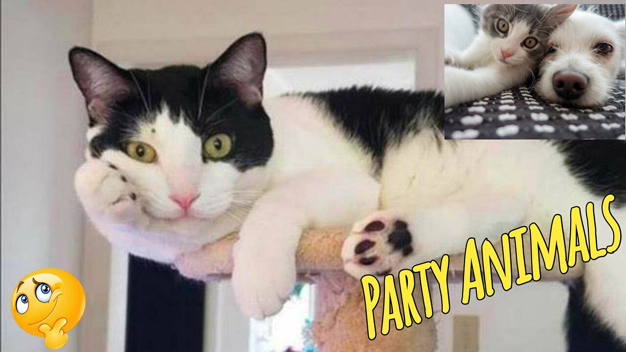 Best Cats & Dogs Farm Animals Funniest Videos | Baby Animals Video | Funny Videos