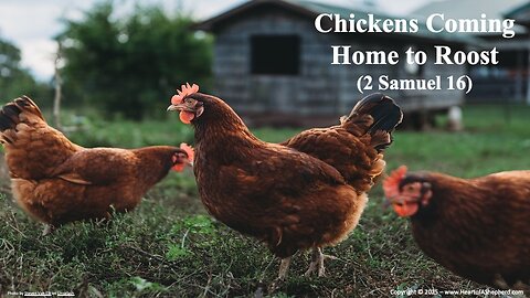 Chickens Coming Home to Roost (2 Samuel 16), a daily Bible study from www.HeartofAShepherd.com.