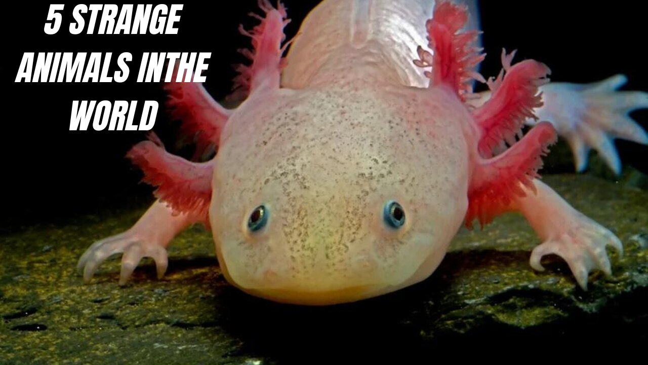 5 Strange Animals in The World