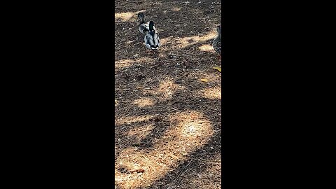 Mallard Ducks 🦆 #mallardducks #shorts #followme #trending #ducks #duck